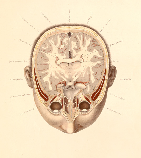 A colored cross-section of a person’s head, radiating lines lead to captions.