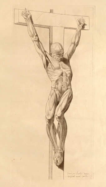 An anatomical Christ on the cross, displayed to show musculature