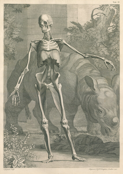 A skeleton with connective tissue stands in front of a rhinoceros