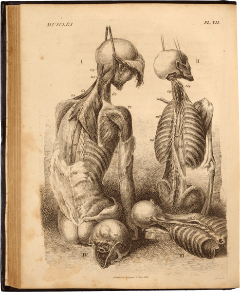 Back view of two skeletons hanging by ropes