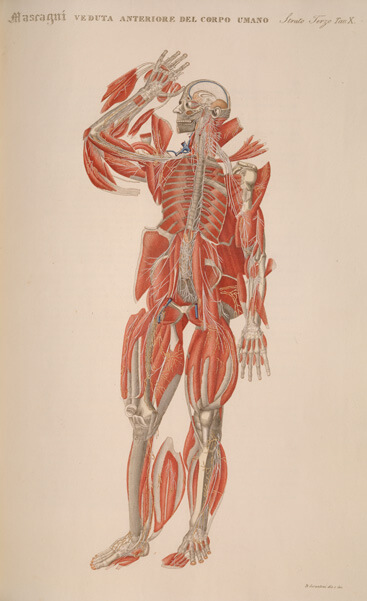 A standing dissected body, with flaps of muscle fanned off the body, salutes.