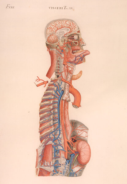 Profile cross-section of a dissected man with his tongue sticking out