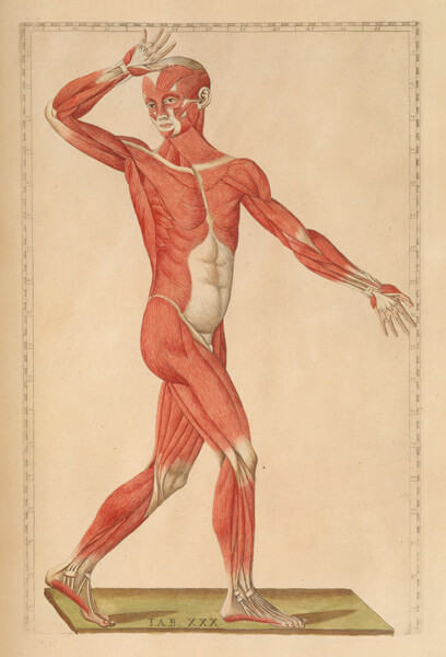 Colored figure of a man with his hand at his forehead, showing muscles