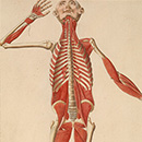 Colored figure of a man, showing his front, saluting with his hand hip, showing skeletal structure