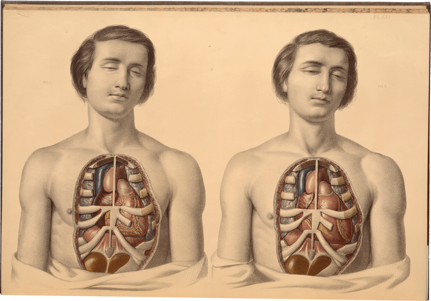 A young man with eyes closed, his chest skin and breast plate removed to show his heart