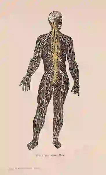 A black standing figure, shown with brain and nerves in white, spinal nerves in green.