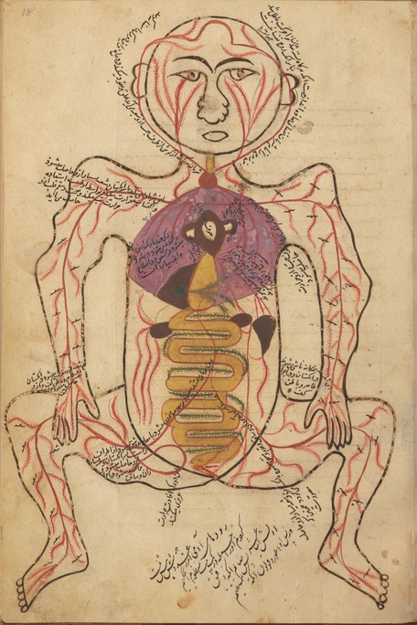 Annotated outline of a human figure in a squatting position with detail of some internal organs and the circulatory system, including the arteries.