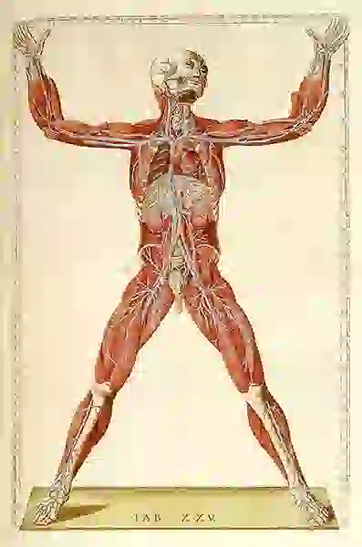 Colored figure of a man, showing veins and arteries
