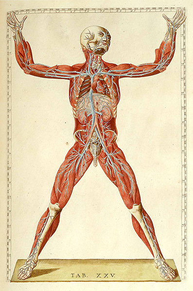 Colored figure of a man, showing veins and arteries