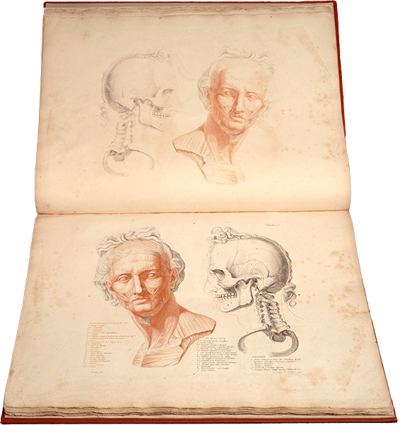 Left, a figure in the style of Greco-Roman portrait sculpture, showing musculature of the face. Right, the skull of the same figure looks on