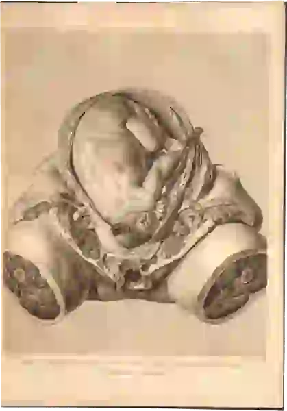 A realistically rendered view of the middle portion of a dissected pregnant woman and her baby, almost full-term. The woman’s upper body and legs have been removed.
