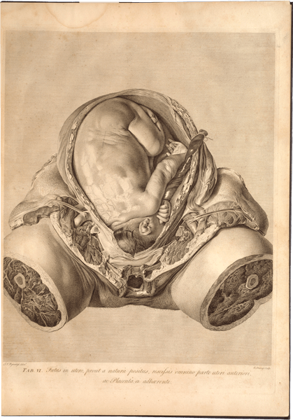 A realistically rendered view of the middle portion of a dissected pregnant woman and her baby, almost full-term. The woman’s upper body and legs have been removed.