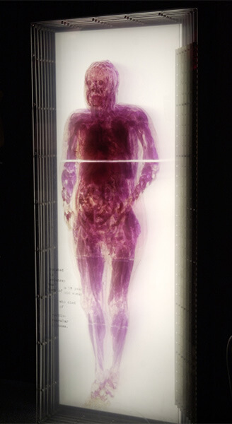 Image of human man backlit to show different parts inside the body