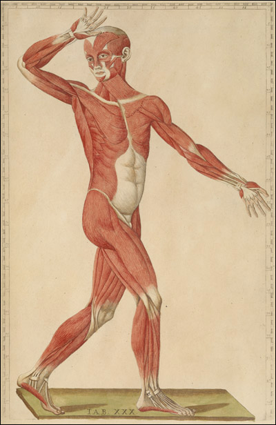 Colored figure of a man with his hand at his forehead, showing muscles, cropped, from Bartolomeo Eustachi, Romanae archetypae tabulae anatomicae novis (Rome, 1783). Hand colored copperplate engraving. Artist: Giulio de’Musi