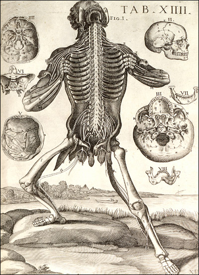 A cadaver shows his dissected mouth, ribs and spine. Cropped from  Pietro Berrettini da Cortona, Tabulae anatomicae... (Rome, 1741). Copperplate engraving. 