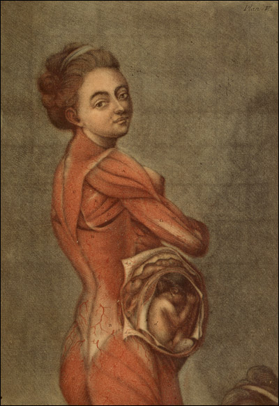 A pregnant woman looks over her shoulder at the viewer. Her skin is stripped off and her fetus is visible. From Jacques Fabien Gautier D’Agoty, Anatomie des parties de la génération de l’homme et de la femme (Paris, 1773). Colored mezzotint.