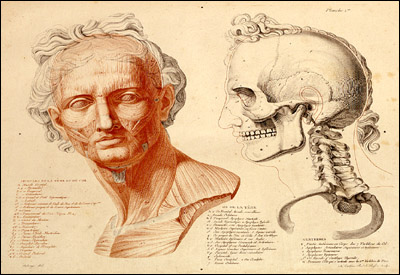 Left, a figure in the style of Greco-Roman portrait sculpture, showing  musculature of the face. Right, the skull of the same figure looks on. Jean-Galbert Salvage, Anatomie du gladiateur combattant, applicable aux beaux arts... (Paris, 1812). Two-layer copperplate engraving, color.  Upper page.