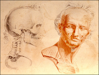 Left, a figure in the style of Greco-Roman portrait sculpture, showing  musculature of the face. Right, the skull of the same figure looks on. Jean-Galbert Salvage, Anatomie du gladiateur combattant, applicable aux beaux arts... (Paris, 1812). Two-layer copperplate engraving, color.  Lower page.