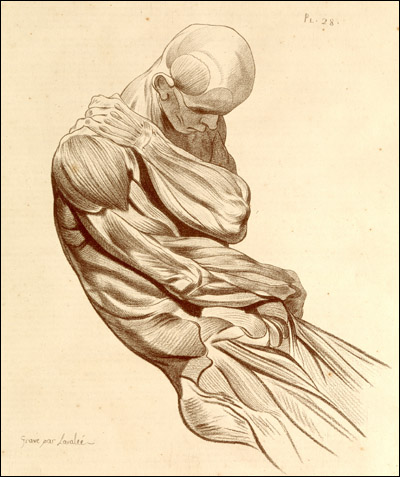 Figure with head bent forward, posed to show the musculature of the arms. From Jacques Gamelin, Nouveau recueil d’ostéologie et de myologie (Toulouse, 1779). Etching. 