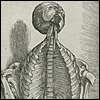 Dissected cadaver, with ribcage opened to show spine, rests against a wall. Cropped, from Andreas Vesalius, De Humani Corporis Fabrica (Basel, 1543). Woodcut. Artists: Stephen van Calcar and the Workshop of Titian.