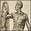 Flayed man holding up his skin, with stretched-out face. Cropped, from Juan Valverde de Amusco, Anatomia del corpo humano... (Rome, 1559). Copperplate engraving.