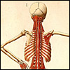 Colored figure of a man, showing his back, with his hand on his hip, showing skeletal structure, cropped, from Bartolomeo Eustachi, Romanae archetypae tabulae anatomicae novis (Rome, 1783). Hand colored copperplate engraving. Artist: Giulio de’Musi
