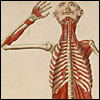 Colored figure of a man, showing his front, saluting with his hand hip, showing skeletal structure, cropped, from Bartolomeo Eustachi, Romanae archetypae tabulae anatomicae novis (Rome, 1783). Hand colored copperplate engraving. Artist: Giulio de’Musi