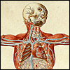 Colored figure of a man, showing veins and arteries, cropped, from Bartolomeo Eustachi, Romanae archetypae tabulae anatomicae novis (Rome, 1783). Hand colored copperplate engraving. Artist: Giulio de’Musi