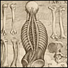 A dancing skeleton his spine, ribs and hip, while other bones float in the air. Cropped from Pietro Berrettini da Cortona, Tabulae anatomicae... (Rome, 1741). Copperplate engraving.