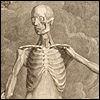 A skeleton with muscles still attached, in front of a smoky landscape. Cropped from Bernhard Siegfried Albinus, Tabulae Sceleti e Musculorum Corporis Humani  (London, 1749). Copperplate engraving with etching. Artist: Jan Wandelaar.