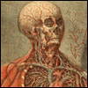 A cadaverous head shows venous system. Cropped from Jacques Fabien Gautier D’Agoty, Anatomie des parties de la génération de l’homme et de la femme (Paris, 1773). Colored mezzotint.