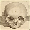 Top half of a skull. Cropped, from Govard Bidloo, Ontleding des menschelyken lichaams... (Amsterdam, 1690). Copperplate engraving with etching. Artist: Gérard de Lairesse. 