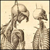 Back view of two skeletons hanging by ropes. Cropped from John Bell, Engravings of the bones, muscles, and joints, illustrating the first volume of the Anatomy of the Human Body (2d ed.; London, 1804). Etching.