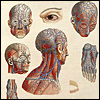 Four views of heads from different angles, plus feet, eyes, other parts, to show the veins and arteries. Cropped from Paolo Mascagni, Anatomia universale... (Florence, 1833). Overprinted and hand colored copperplate engraving. Artist: Antonio Serantoni.