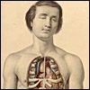 A young man with eyes closed, his chest skin and breast plate removed to show his heart. Cropped from Francis Sibson, Medical anatomy... (London, 1869). Chromolithograph. Artist: William Fairland.