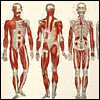 Three dissected men lined up to show muscular and skeletal anatomy. Cropped from Jean Baptiste Sarlandière, Systematized anatomy; or, Human organography (New York, 1837). Chromolithograph. Artist: J. Bisbee.