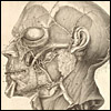 Dissected head, profile, eyes closed, slightly smiling. Cropped, from Albrecht von Haller, Icones anatomicae... (Gottingen, 1756). Copperplate engraving. Artist: C.J. Rollinus.