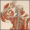 A dissected cadaver, with flaps of muscle flying off the body, salutes. Cropped from Paolo Mascagni, Anatomia universale... (Florence, 1833). Overprinted and hand colored copperplate engraving. Artist: Antonio Serantoni.