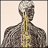 A black standing figure, shown with brain and nerves in white, spinal nerves in green. Cropped, from Edwin Hartley Pratt, The composite man as comprehended in fourteen anatomical impersonations (2d ed.; Chicago, 1901). Relief halftone. Artist: Frederick Williams.