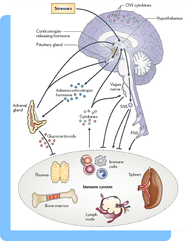 A diagram of the brain with labels, connecting lines, and illustrations of different cellular components and parts of the immune system
