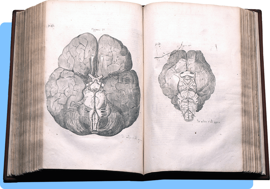 A book open to a two page spread of anatomical engravings of a human and sheep brains