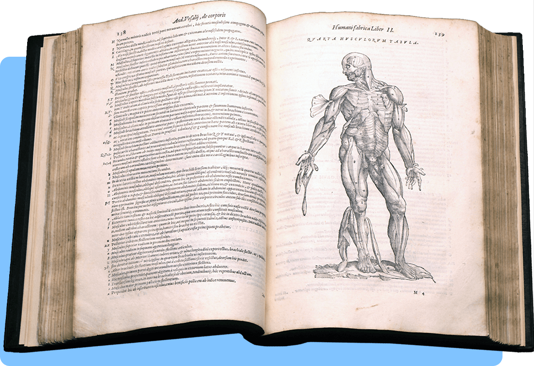 A book open to a two page spread with Latin text to the left and an anatomical illustration of a standing human body with skin flayed and insides exposed to the right