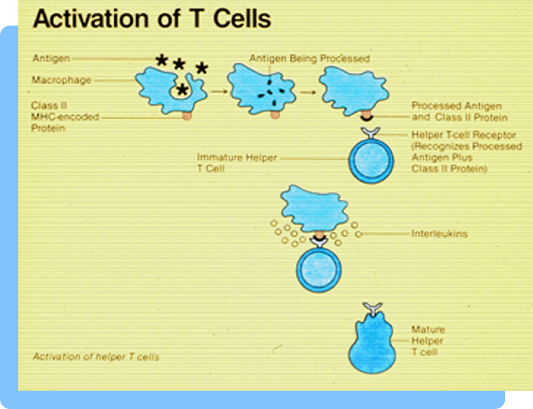 A diagram of the cycle of T cells, in blue, from antigen to mature help T cell, against a yellow background