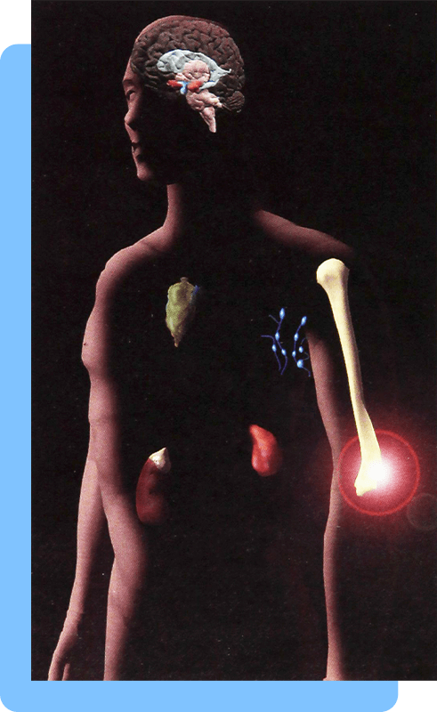 Digital image of a human body showing the thymus, spleen, lymph nodes, adrenal gland, hypothalamus, and the cortical and subcortical brain highlighted in blue, yellow, and red