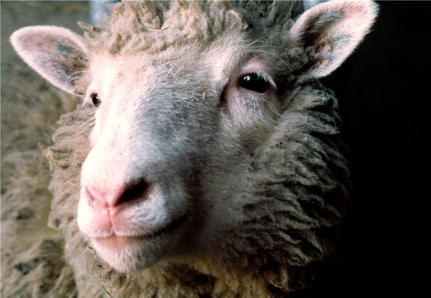 Head of a woolly sheep looking to its right.
