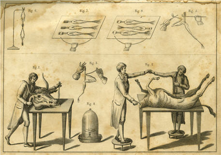 Scientists experimenting on headless ox cadaver and its head with electrical equipment.
