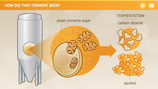 Illustration showing yeast being converted into sugar and then carbon dioxide and alchol.