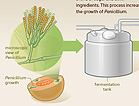 Infographic on how penicillin was made.