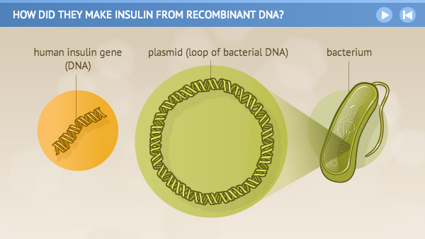 Illustration of human insulin gene, plasmid loop of bacterial DNA, bacterium.
