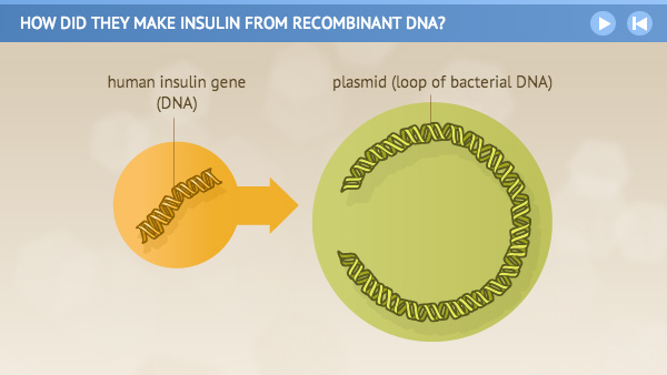 Illustration of human insulin gene, broken plasmid loop of bacterial DNA.